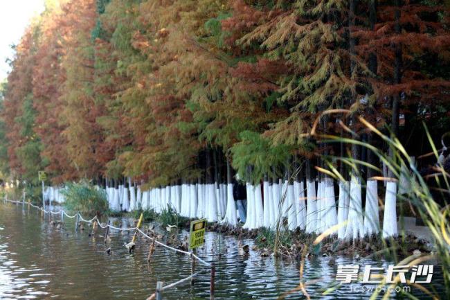 湖南烈士公园树木涂白作业基本完成