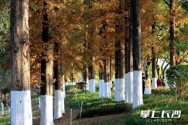 湖南烈士公园树木涂白作业基本完成 为树木筑牢越冬“防护墙”