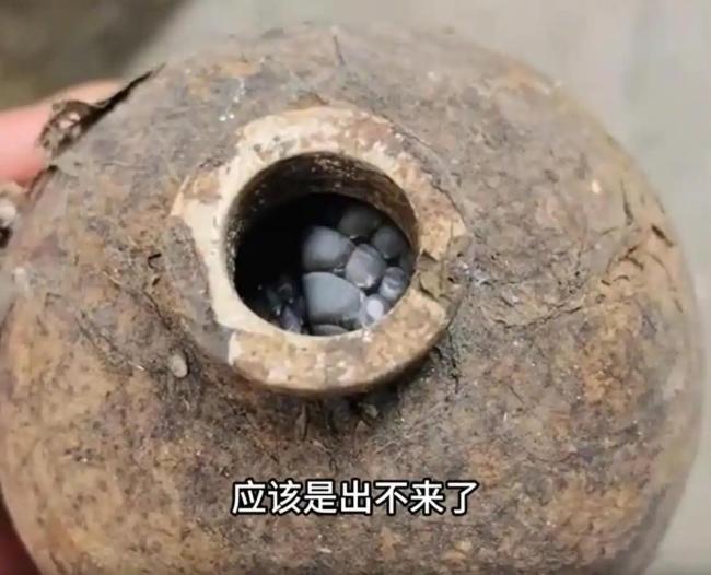 居民废弃酒瓶中砸出过冬眼镜蛇