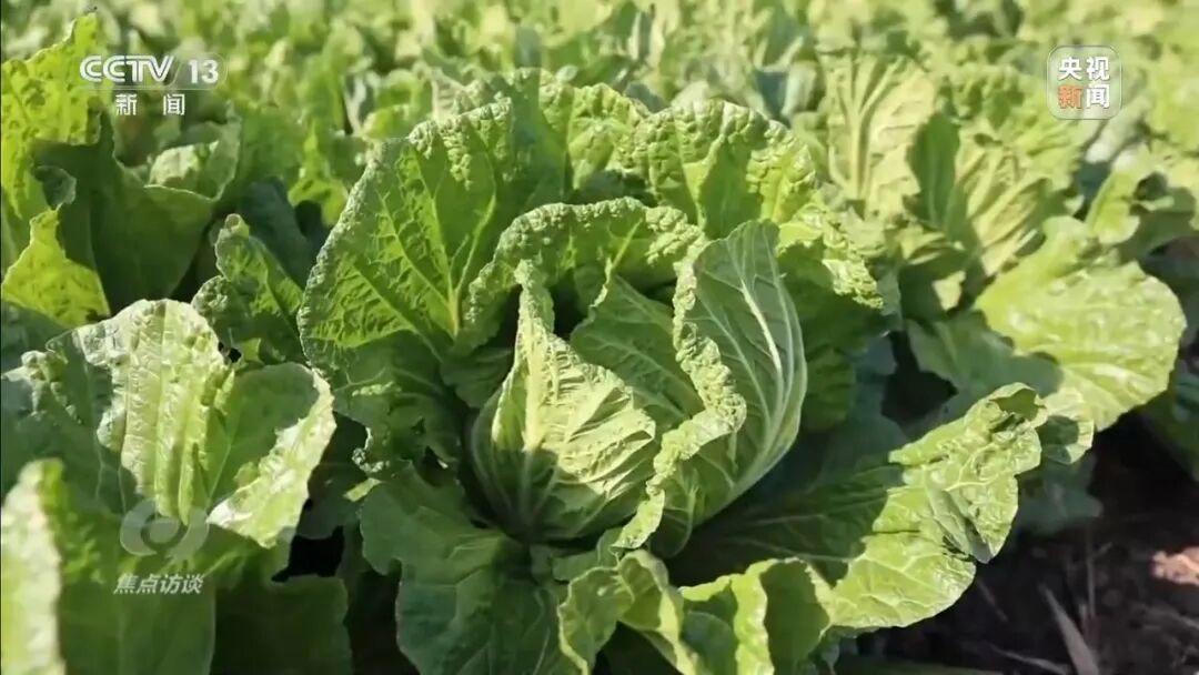 155元一棵白菜和9毛一斤的白菜一样？央视起底套牌菜